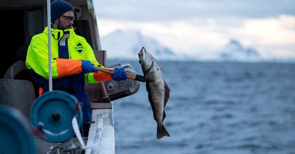 Skreifiske Lofoten