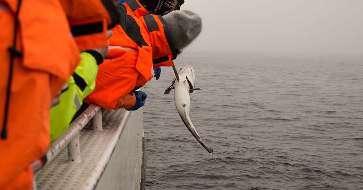 skreifiske lofoten