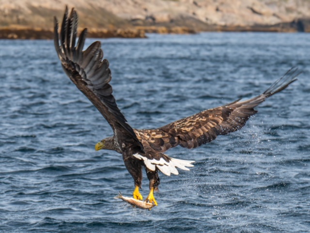 havørn i lofoten